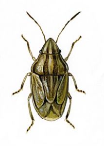 Aelia acuminata L. attēls