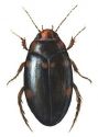 Agabus undulatus (Schrank) attēls