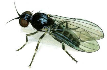 Agathomyia viduella (Zett.) attēls