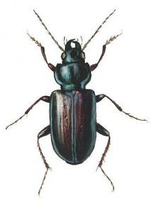 Agonum sexpunctatum L. attēls