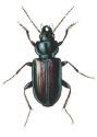 Agonum sexpunctatum L. attēls