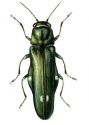 Agrilus biguttatus (F.) attēls