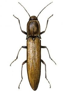 Agriotes lineatus (L.) attēls