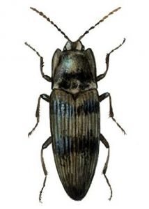 Agrypnus murinus (L.) attēls