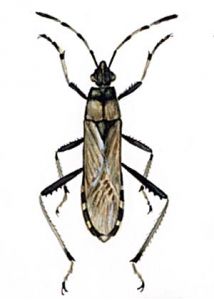 Alydus calcaratus L. attēls