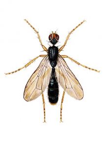 Amaurosoma flavipes Fall. attēls