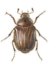 Amphimallon solstitialis L. attēls