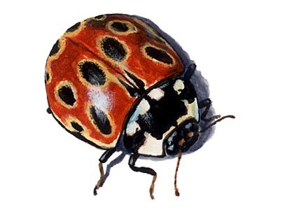 Anatis ocellata (L.) attēls