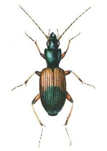 Anchomenus dorsalis Pontoppidan attēls