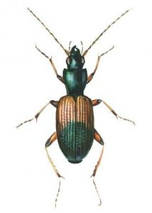 Anchomenus dorsalis Pontoppidan attēls