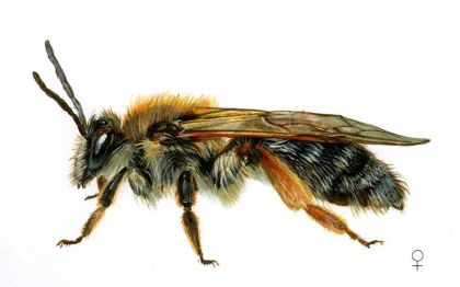 Andrena tibialis Kirby attēls