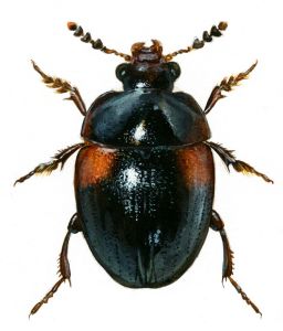 Anisotoma humeralis (F.) attēls