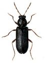 Anobium punctatum De Geer attēls
