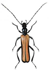 Anogcodes ustulatus (Scopoli) attēls