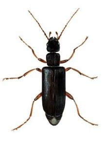 Anthicus flavipes (Panzer) attēls