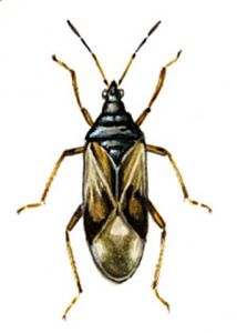 Anthocoris nemorum L. attēls