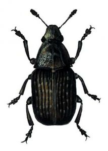 Anthribus nebulosus (Forster) attēls