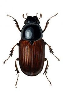 Aphodius fimetarius L. attēls