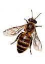 medus bite attēls