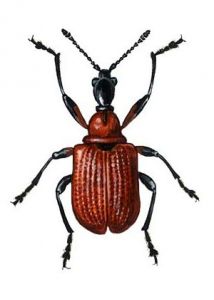 Apoderus coryli L. attēls