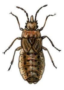 Aradus cinnamomeus Pz. attēls