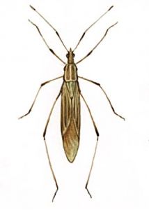 Berytinus minor H.-S. attēls