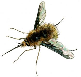 Bombylius major L. attēls