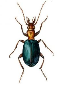 Brachinus crepitans L. attēls