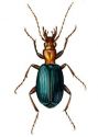 Brachinus crepitans L. attēls