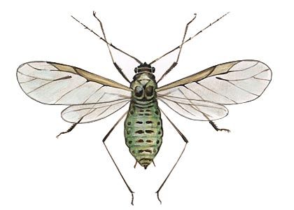 Brevicoryne brassicae L. attēls