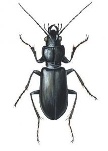 Broscus cephalotes L. attēls