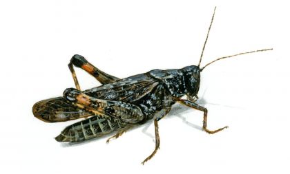 Bryodema tuberculatum (Fabricius) attēls