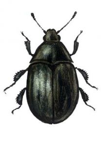 Byrrhus fasciatus Forster attēls