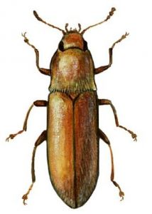 Byturus tomentosus (De Geer) attēls