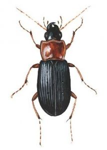 Calathus melanocephalus L. attēls