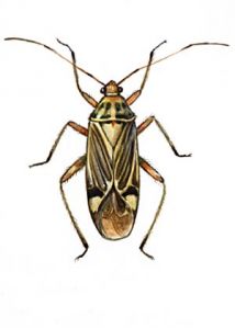 Calocoris quadripunctatus Vill. attēls