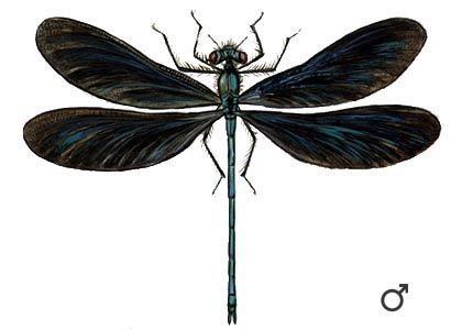 Calopteryx splendens Harris attēls