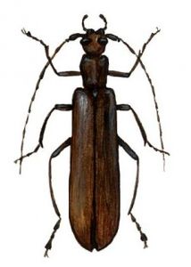 Calopus serraticornis L. attēls