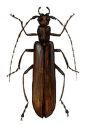 Calopus serraticornis (L.) attēls
