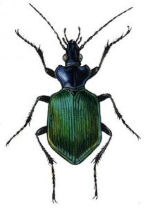 Calosoma sycophanta L. attēls