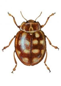 Calvia quatuordecimguttata (L.) attēls