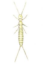 diplūra attēls