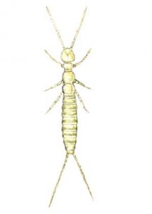 Campodea fragilis Meinert attēls