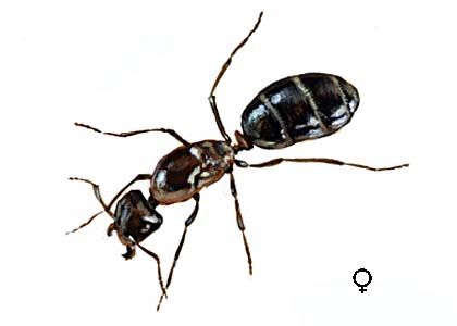 Camponotus herculeanus L. attēls