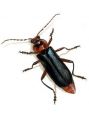 Cantharis fusca L. attēls