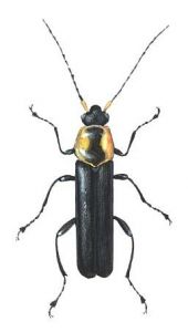 Cantharis obscura L. attēls