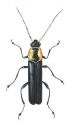 Cantharis obscura L. attēls