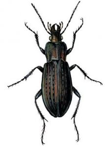 Carabus arvensis Herbst attēls