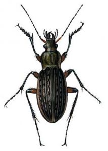 Carabus cancellatus Illiger attēls