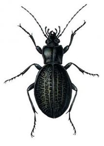 Carabus coriaceus L. attēls